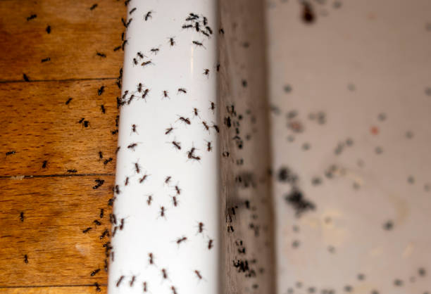 Best Commercial Pest Control Services  in Ravenna, MI